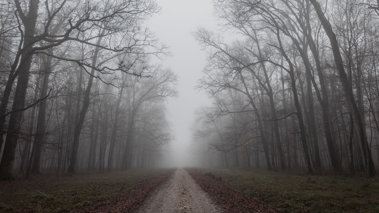 Wallpaper road, trees, fog, nature, autumn