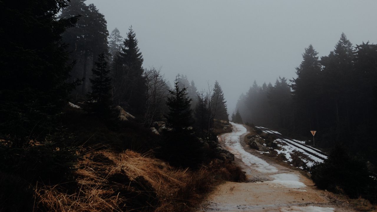 Wallpaper road, trees, fog, nature