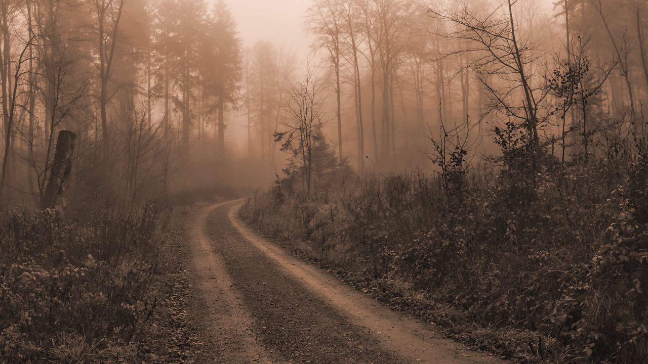 Wallpaper road, trees, fog, mist, nature