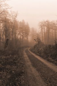 Preview wallpaper road, trees, fog, mist, nature