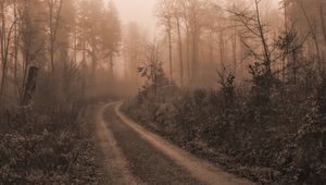 Preview wallpaper road, trees, fog, mist, nature