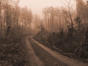 Preview wallpaper road, trees, fog, mist, nature