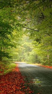 Preview wallpaper road, trees, foliage, fallen