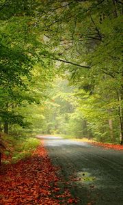 Preview wallpaper road, trees, foliage, fallen