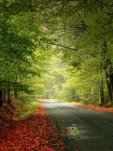 Preview wallpaper road, trees, foliage, fallen