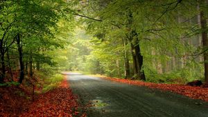 Preview wallpaper road, trees, foliage, fallen