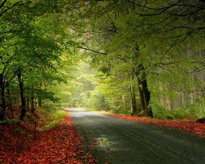 Preview wallpaper road, trees, foliage, fallen