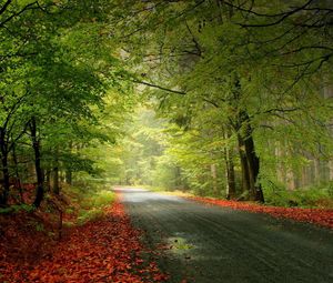 Preview wallpaper road, trees, foliage, fallen