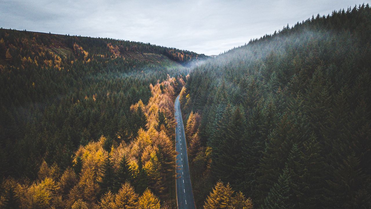 Wallpaper road, trees, forest, marking, autumn