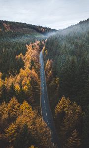 Preview wallpaper road, trees, forest, marking, autumn