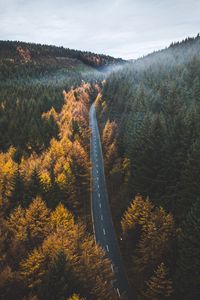 Preview wallpaper road, trees, forest, marking, autumn