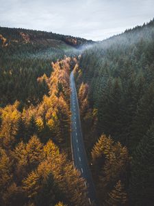 Preview wallpaper road, trees, forest, marking, autumn