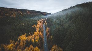 Preview wallpaper road, trees, forest, marking, autumn