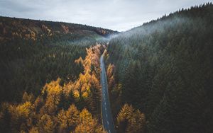 Preview wallpaper road, trees, forest, marking, autumn