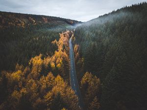 Preview wallpaper road, trees, forest, marking, autumn