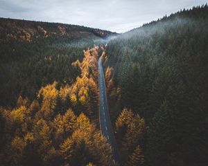 Preview wallpaper road, trees, forest, marking, autumn