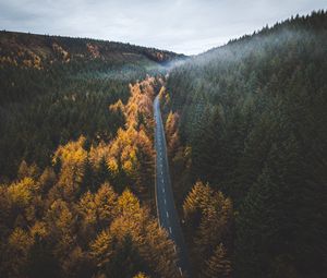 Preview wallpaper road, trees, forest, marking, autumn