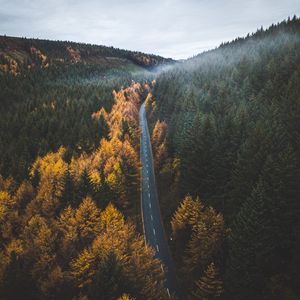 Preview wallpaper road, trees, forest, marking, autumn