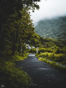 Preview wallpaper road, trees, forest, fog