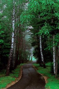 Preview wallpaper road, trees, grass, pathway