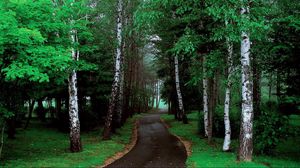 Preview wallpaper road, trees, grass, pathway