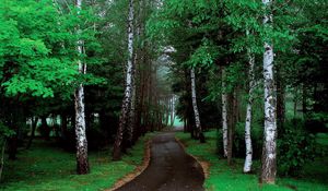 Preview wallpaper road, trees, grass, pathway