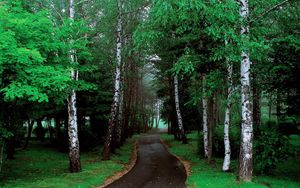 Preview wallpaper road, trees, grass, pathway