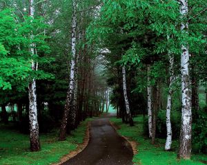 Preview wallpaper road, trees, grass, pathway