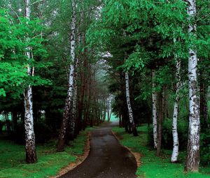 Preview wallpaper road, trees, grass, pathway