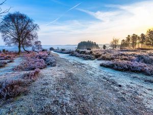 Preview wallpaper road, trees, hoarfrost, frost