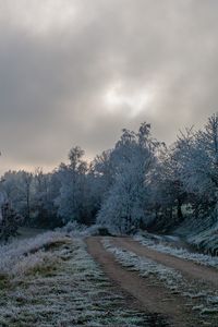 Preview wallpaper road, trees, hoarfrost, winter, frost