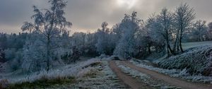 Preview wallpaper road, trees, hoarfrost, winter, frost