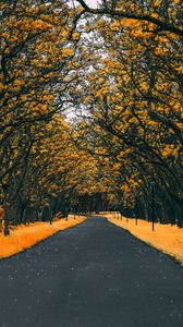 Preview wallpaper road, trees, lanterns, foliage, autumn