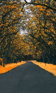 Preview wallpaper road, trees, lanterns, foliage, autumn