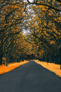 Preview wallpaper road, trees, lanterns, foliage, autumn