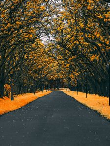 Preview wallpaper road, trees, lanterns, foliage, autumn