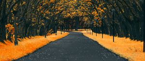 Preview wallpaper road, trees, lanterns, foliage, autumn