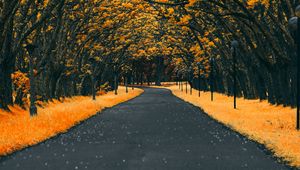 Preview wallpaper road, trees, lanterns, foliage, autumn