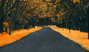 Preview wallpaper road, trees, lanterns, foliage, autumn