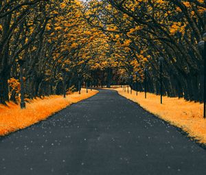 Preview wallpaper road, trees, lanterns, foliage, autumn