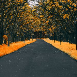 Preview wallpaper road, trees, lanterns, foliage, autumn