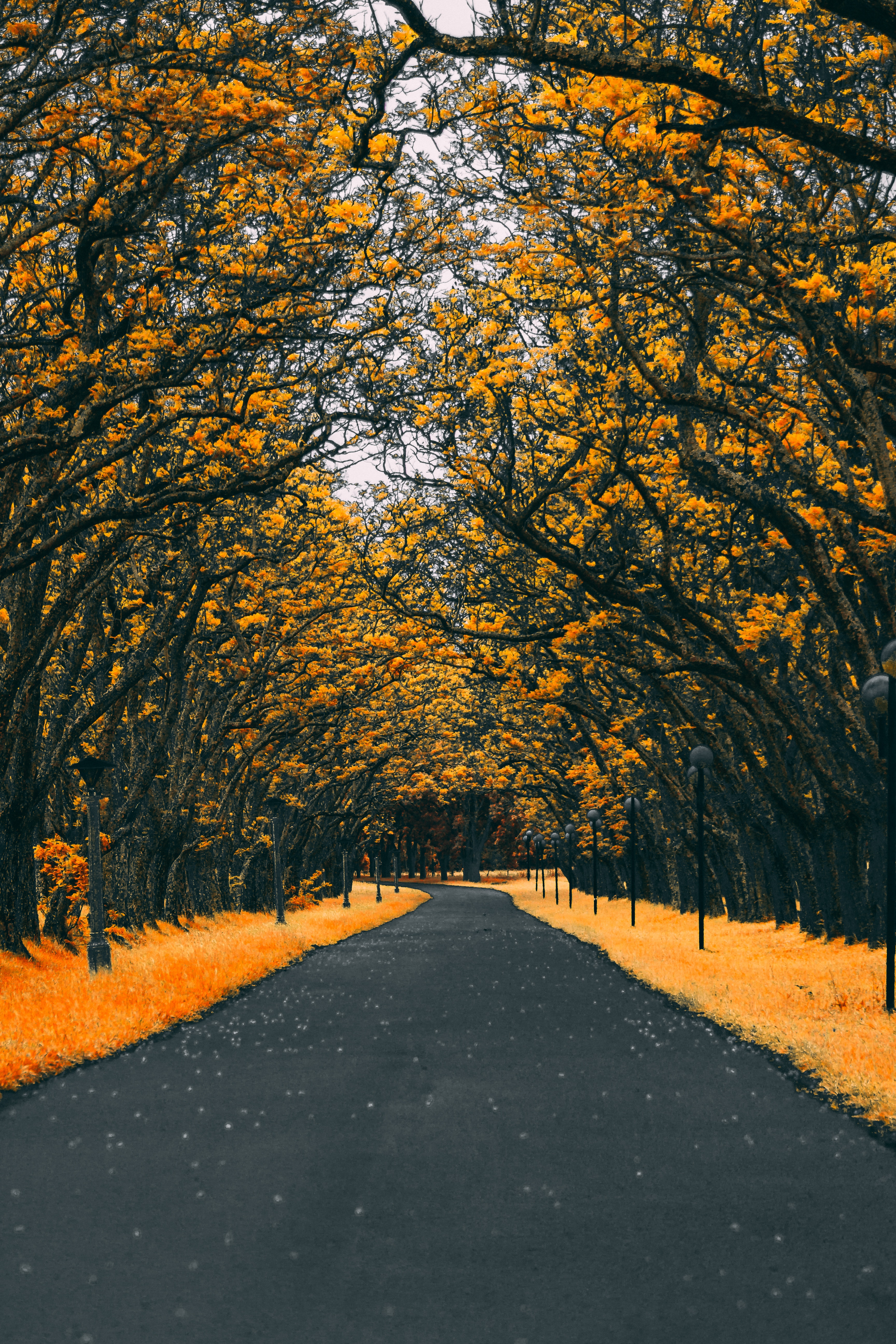Download wallpaper 3456x5184 road, trees, lanterns, foliage, autumn hd  background