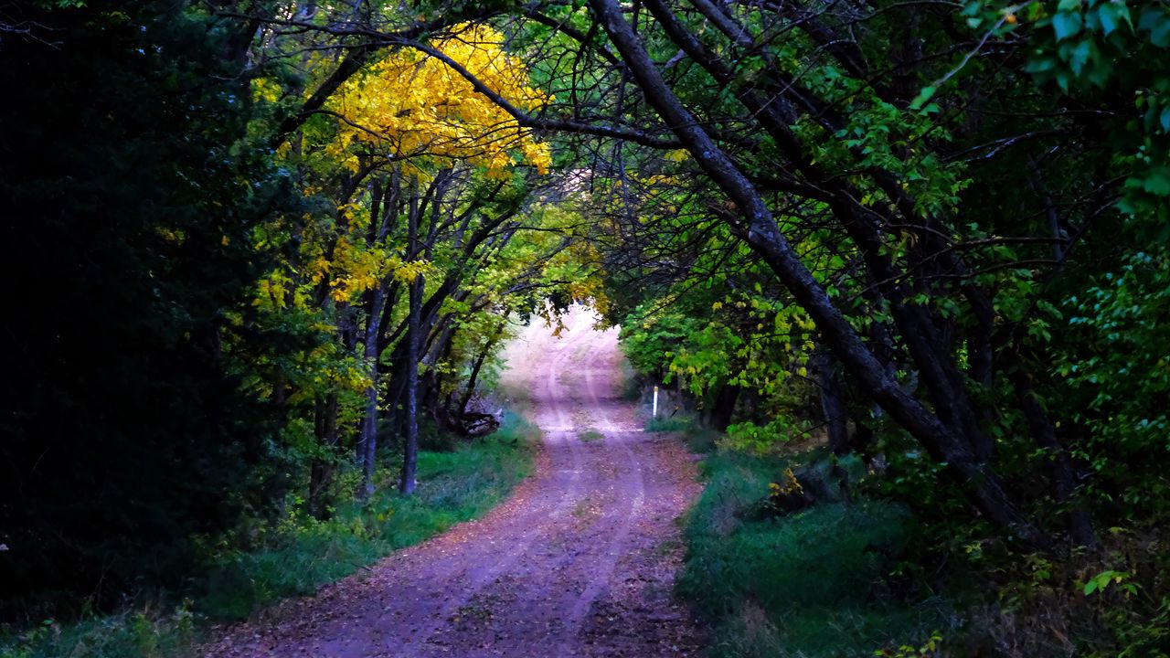 Wallpaper road, trees, leaves, forest, nature
