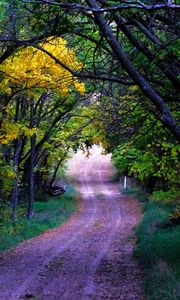Preview wallpaper road, trees, leaves, forest, nature