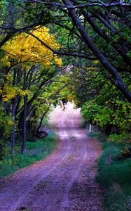 Preview wallpaper road, trees, leaves, forest, nature