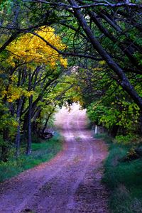 Preview wallpaper road, trees, leaves, forest, nature