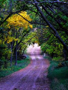 Preview wallpaper road, trees, leaves, forest, nature