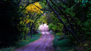 Preview wallpaper road, trees, leaves, forest, nature