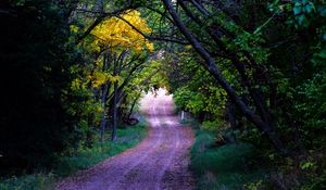 Preview wallpaper road, trees, leaves, forest, nature