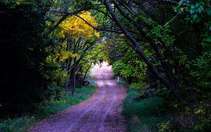 Preview wallpaper road, trees, leaves, forest, nature